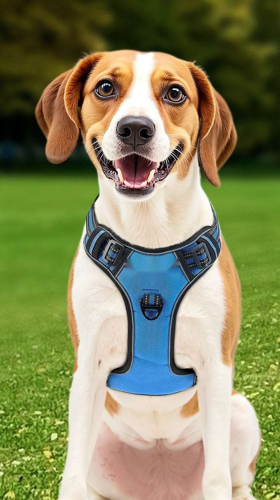 Harnesses & Leashes