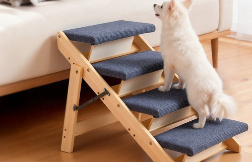 White Pomeranian climbing the 4-step wood pet stairs up to a couch
